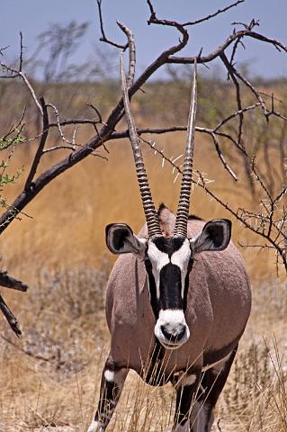 210 Etosha NP, oryx.JPG